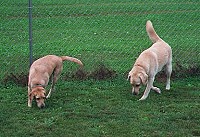 Boarders in the yard