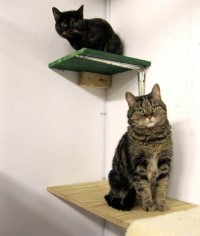 Cat room climbing shelves